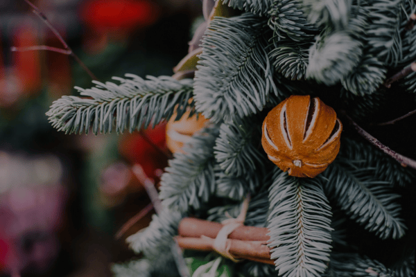 Dried orange slice on evergreen branches.