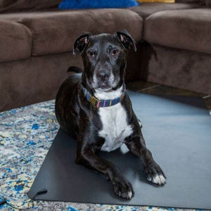 Dog lying on a mat - EFMO_3
