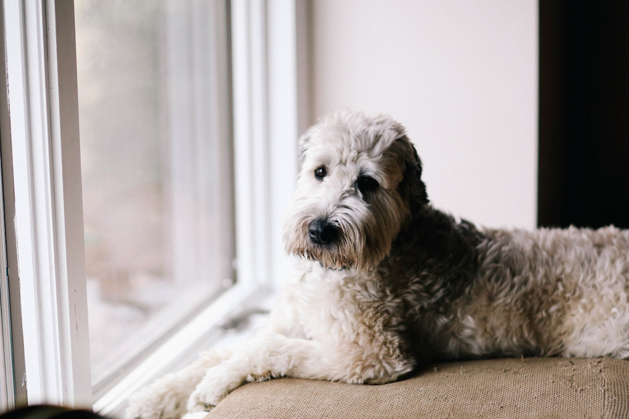 Our Pets Need Earthing Too