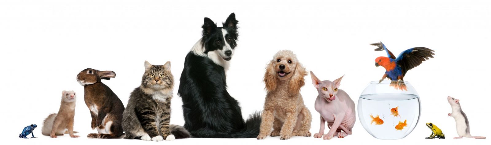 Pets Need Earthing Too!